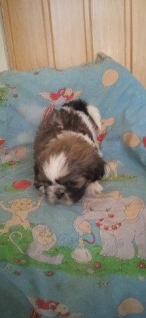 Shih-tzu