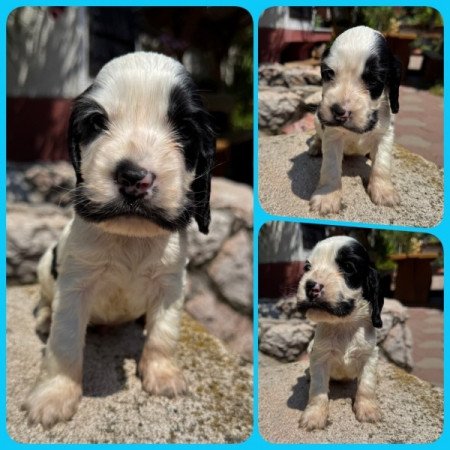 Angol cocker spániel