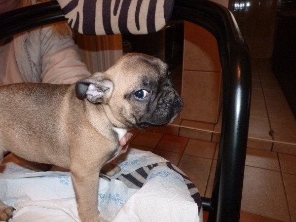 francia bulldog