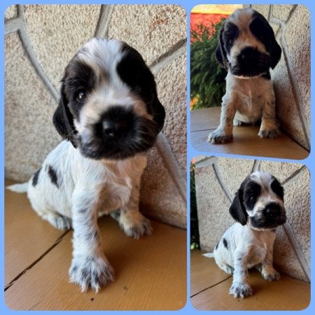 Angol cocker spániel