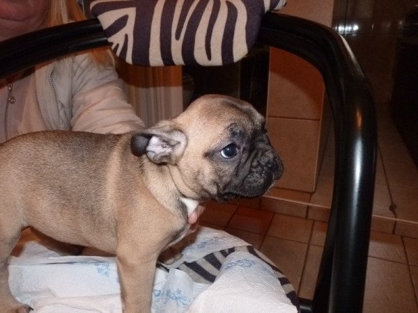 francia bulldog