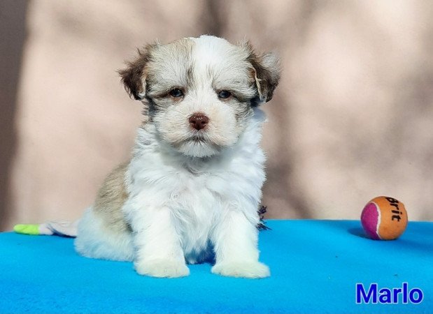 Bichon Havanese