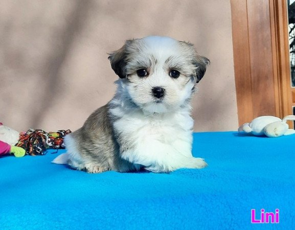 Bichon Havanese