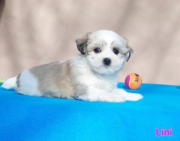 Bichon Havanese