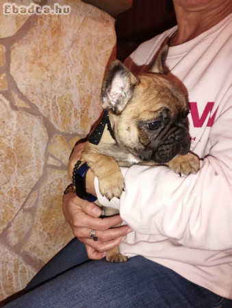 Francia bulldog kiskutya