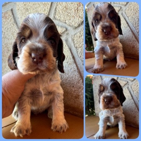 Angol cocker spániel