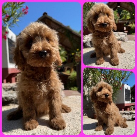 Cockapoo (uszkár&spániel)