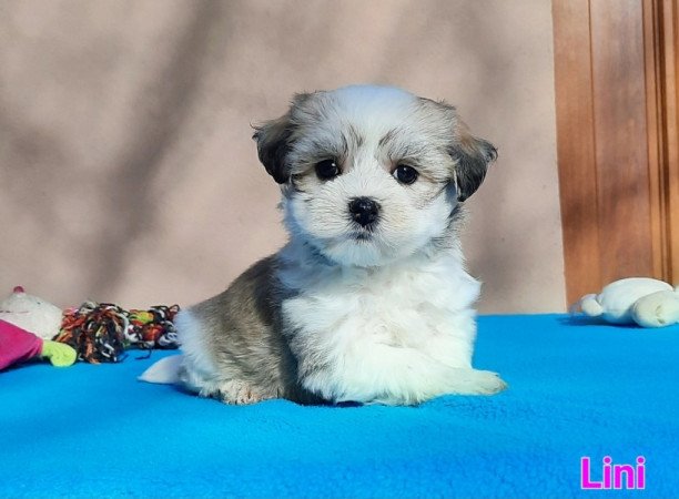 Bichon Havanese