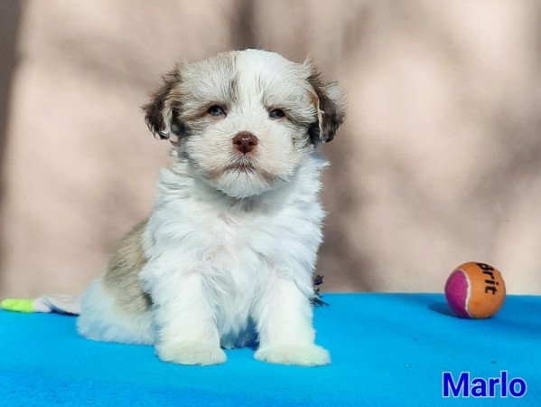 Bichon Havanese