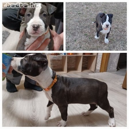 Amerikai staffordshire terrier