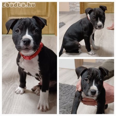 Amerikai staffordshire terrier