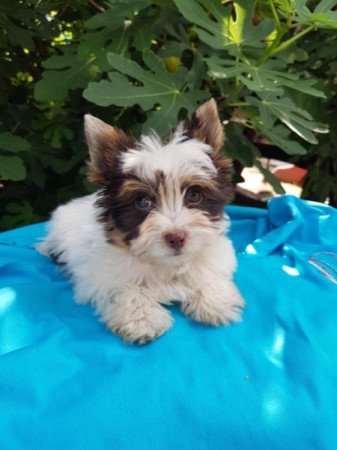 Yorkshire terrier biewer csoki
