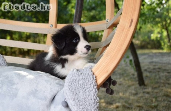 Dazzling Borders Alexander The Moonlight Dancer