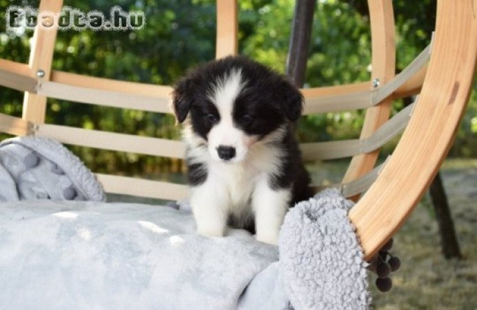 Dazzling Borders Alexander The Moonlight Dancer