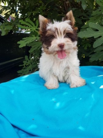 Yorkshire terrier biewer csoki
