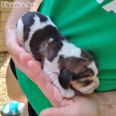 Eladó beagle kiskutyák