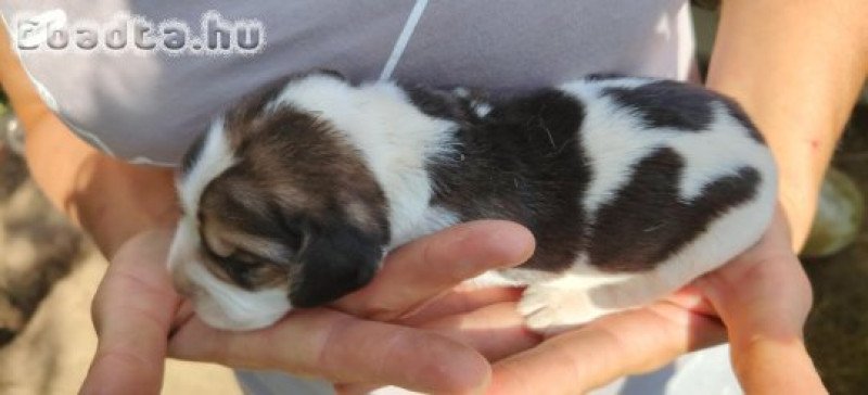 Eladó beagle kiskutyák