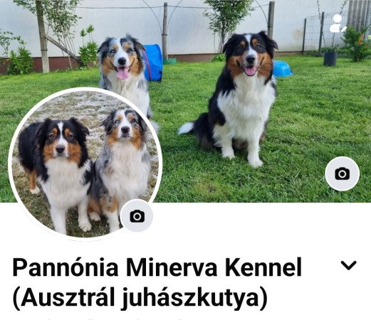 Eladó kölyökkutya