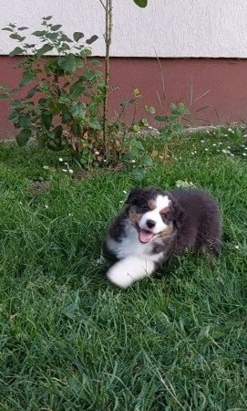 Eladó kölyökkutya