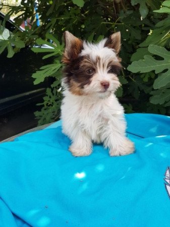 Yorkshire terrier biewer csoki