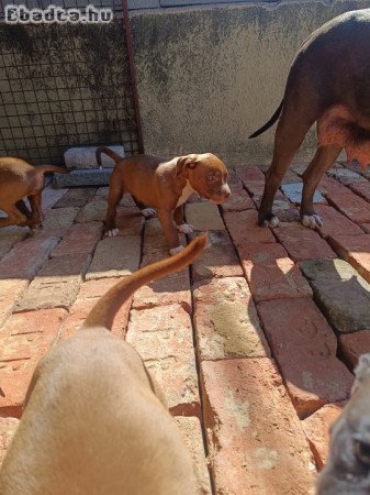 Staffordshire terrier kiskutyák