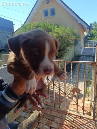 Staffordshire terrier kiskutyák