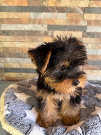 Yorkshire Terrier