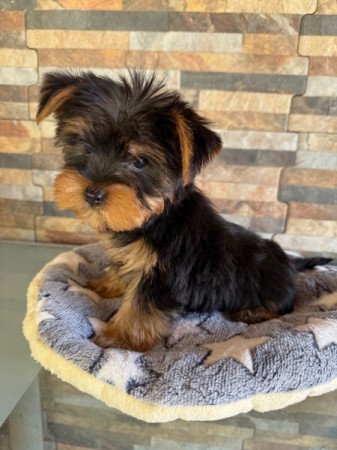 Yorkshire Terrier