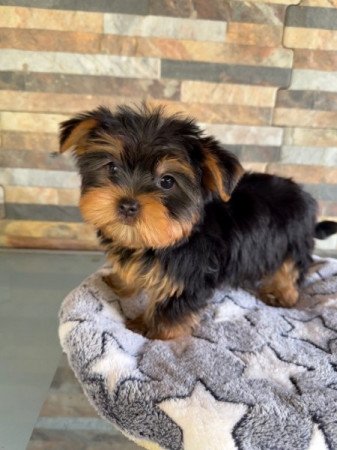 Yorkshire Terrier