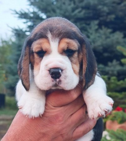 Beagle