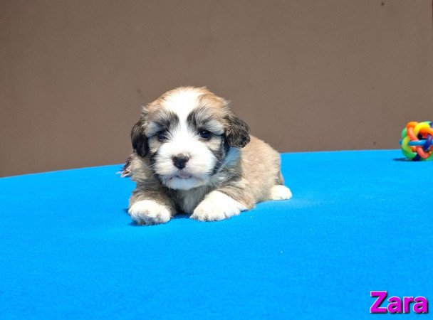 Bichon havanese kiskutyák