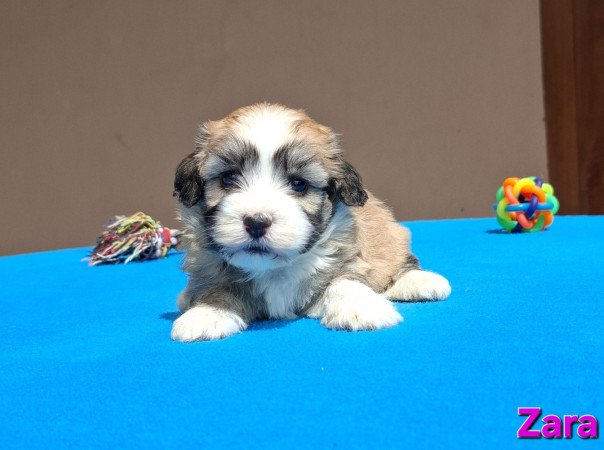 Bichon havanese kiskutyák