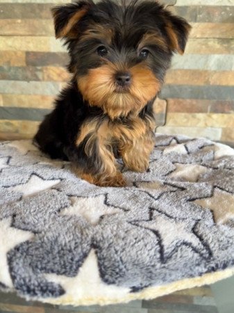 Yorkshire Terrier