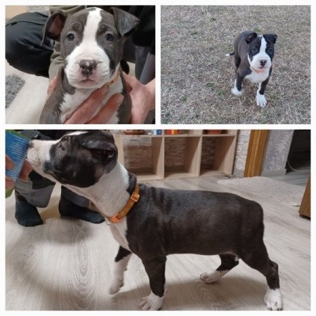 Amerikai Staffordshire terrier