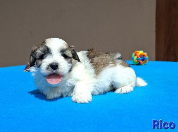 Bichon havanese
