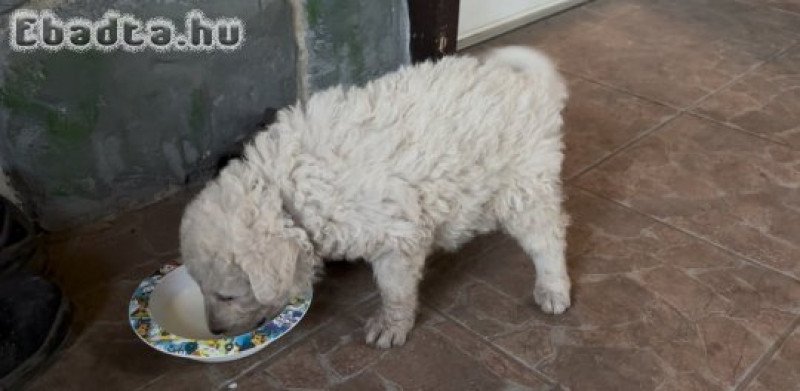 Kuvasz fajta jellegű kiskutyák