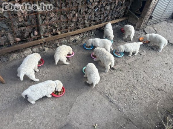 Kuvasz fajta jellegű kiskutyák