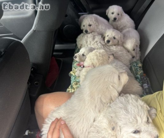 Kuvasz fajta jellegű kiskutyák