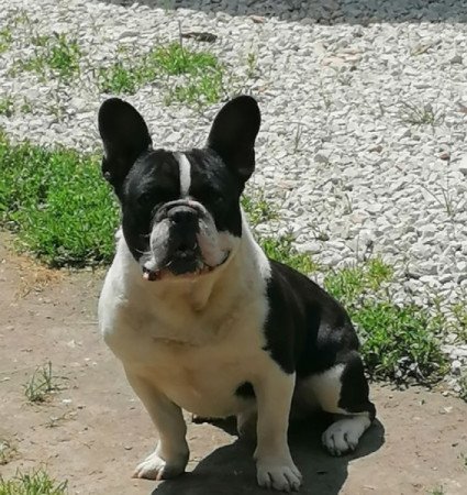 Francia bulldog