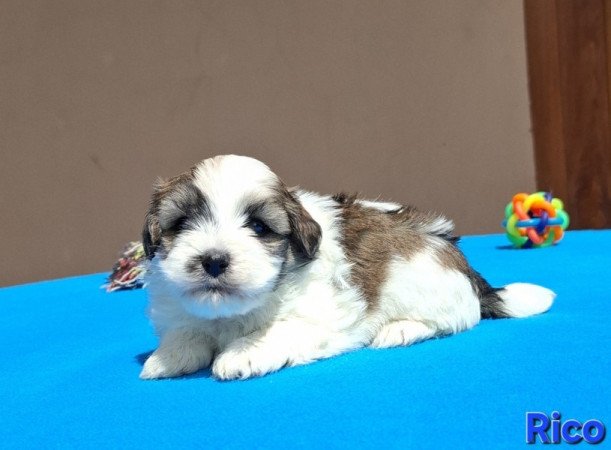 Bichon havanese