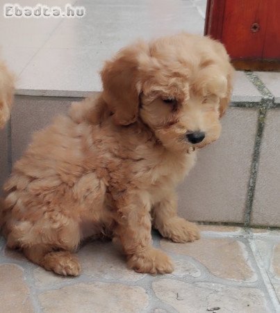 Törpe uszkár kiskutyák gazdit keresnek