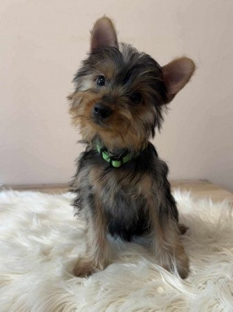 Yorkshire terrier