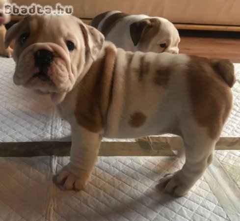 Gyönyörű fajtatiszta angol bulldog kölyökkutya