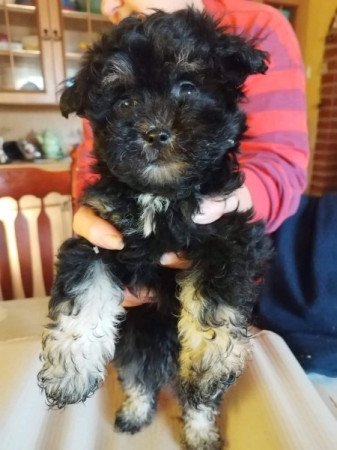 Bichon Havanese