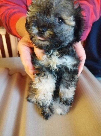 Bichon Havanese