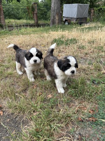 Bernáthegyi kiskutyák gyönyörű nagytestű szülőktől eladó