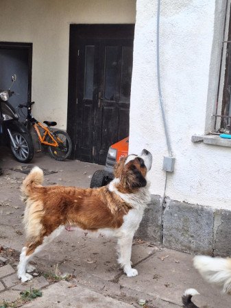 Bernáthegyi kiskutyák gyönyörű nagytestű szülőktől eladó