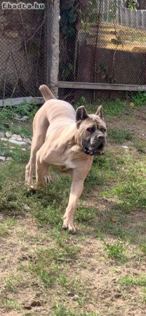 Cane Corso kiskutyák