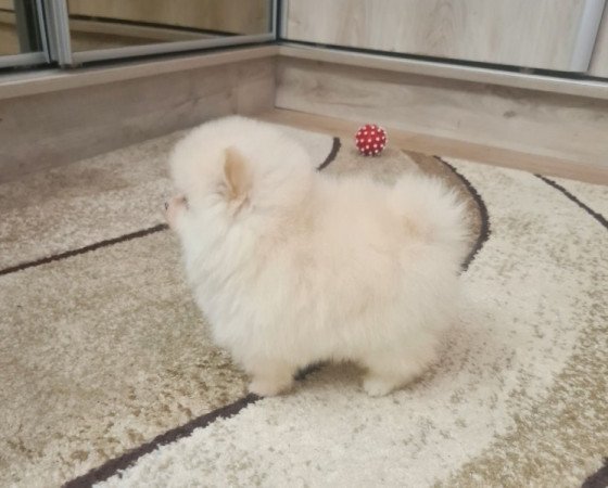 Pomerániai törpe spicc