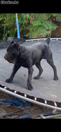 Cane Corso kiskutyák